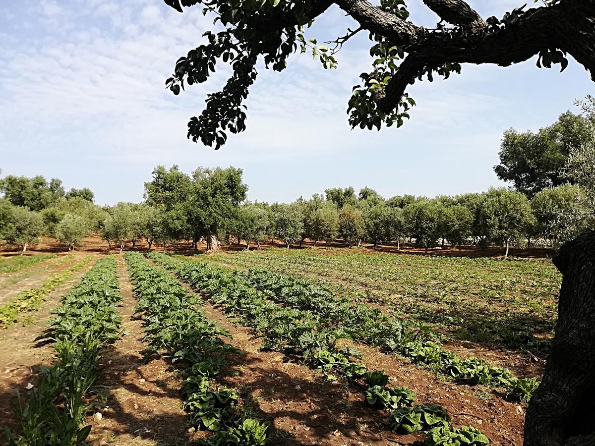 Masseria Don Sante Fasano Zewnętrze zdjęcie
